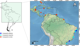 Xiphovelopsis, a new South American genus of Microveliinae (Hemiptera, Heteroptera, Gerridae), with the description of a new species