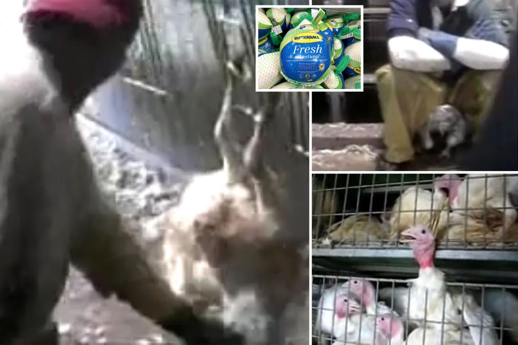 Butterball turkey faces boycott calls before Thanksgiving after sickening sex abuse allegations resurface