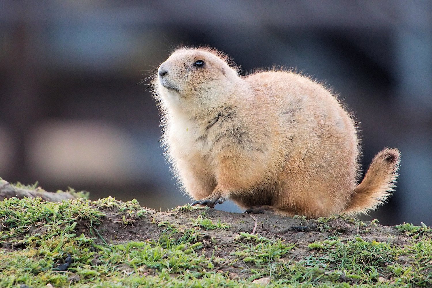 The 24-Hour Gopher Experiment That Brought Life Back to Mount St. Helens