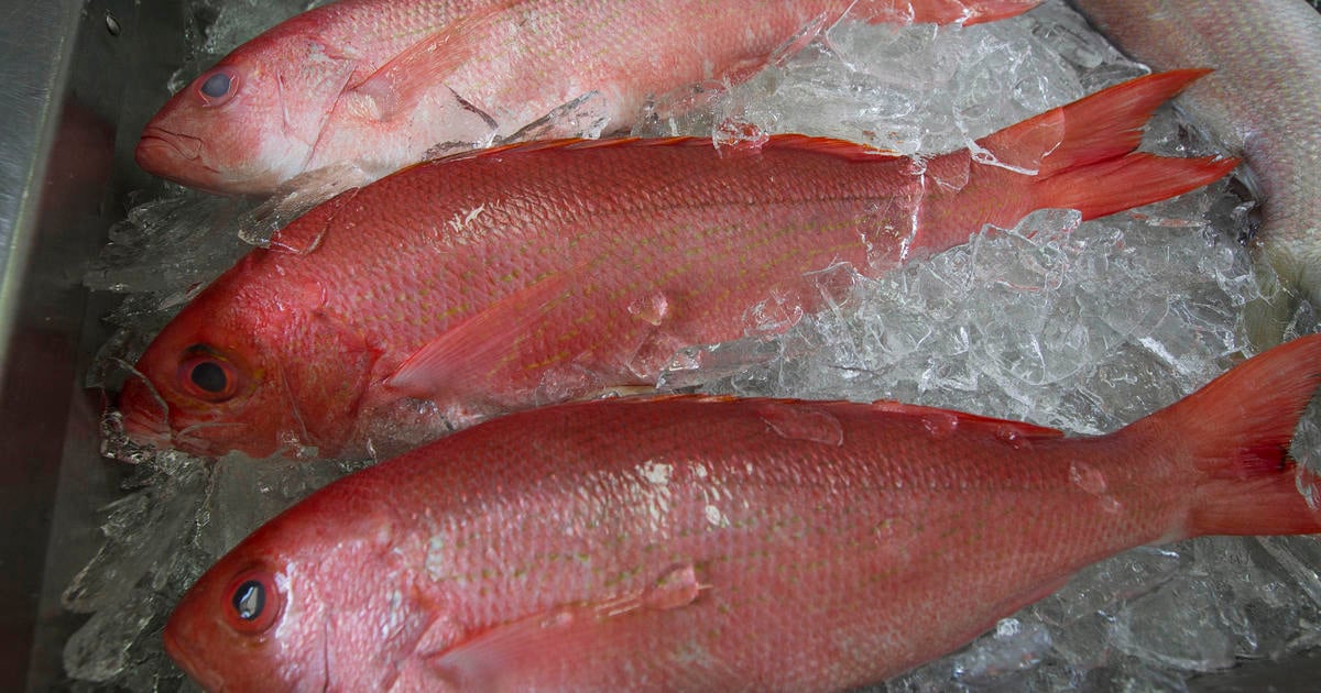 Drug cartel reeling in huge profits with illegal fishing of red snapper in the Gulf of Mexico, U.S. says