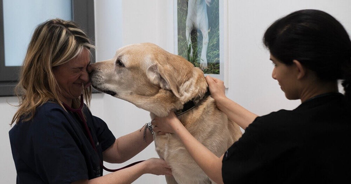 Emilia Romagna, creare ambulatori veterinari sociali: una questione di grande rilevanza pubblica