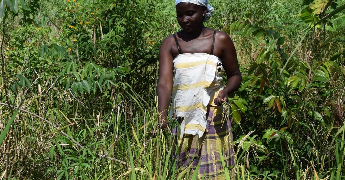 De rijst van de Marrons in Suriname heeft Afrikaanse wortels