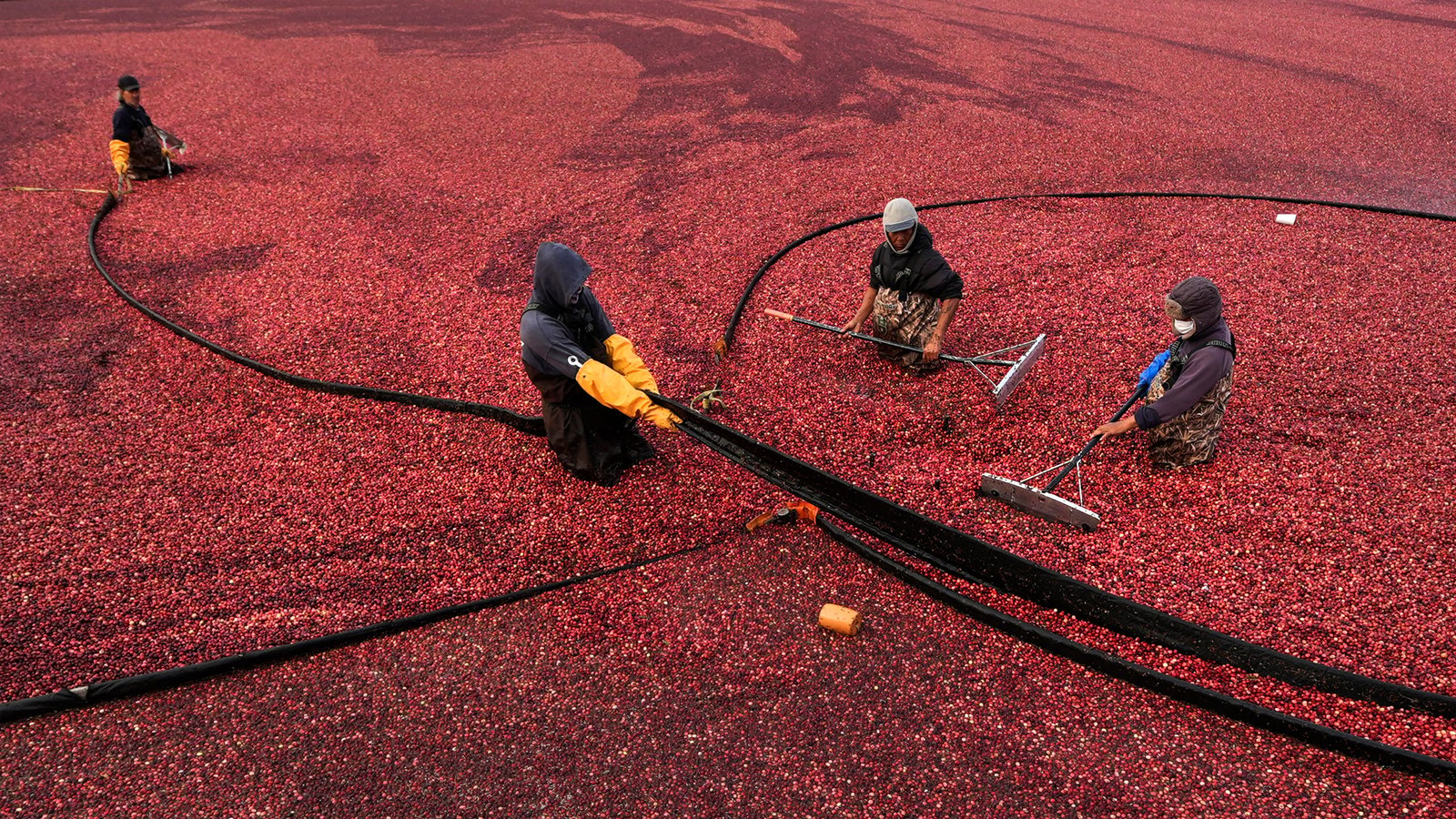 Millions will eat cranberry sauce on Thanksgiving. But where do those cranberries come from?