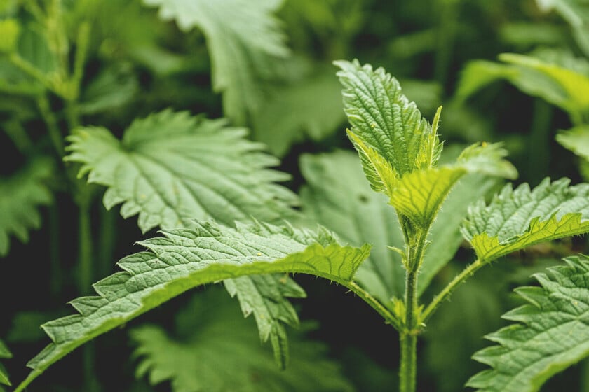 Nadie le presta atención y si puede la pisa: esta es la planta que es un tesoro para el jardín