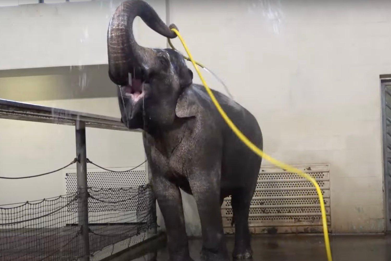 Impossibly Adorable Footage Shows an Elephant Turning a Hose Into a DIY Shower