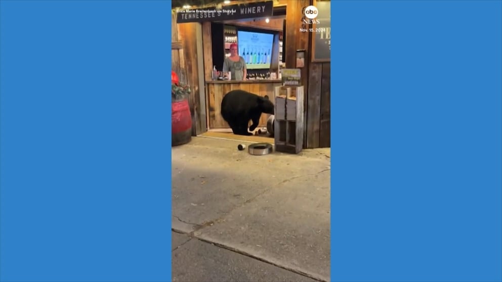 WATCH: Bear scavenges for food in Tennessee wine shop