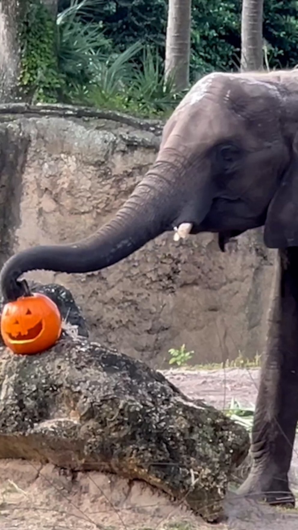 WATCH: Walt Disney World animals celebrate Halloween with pumpkins