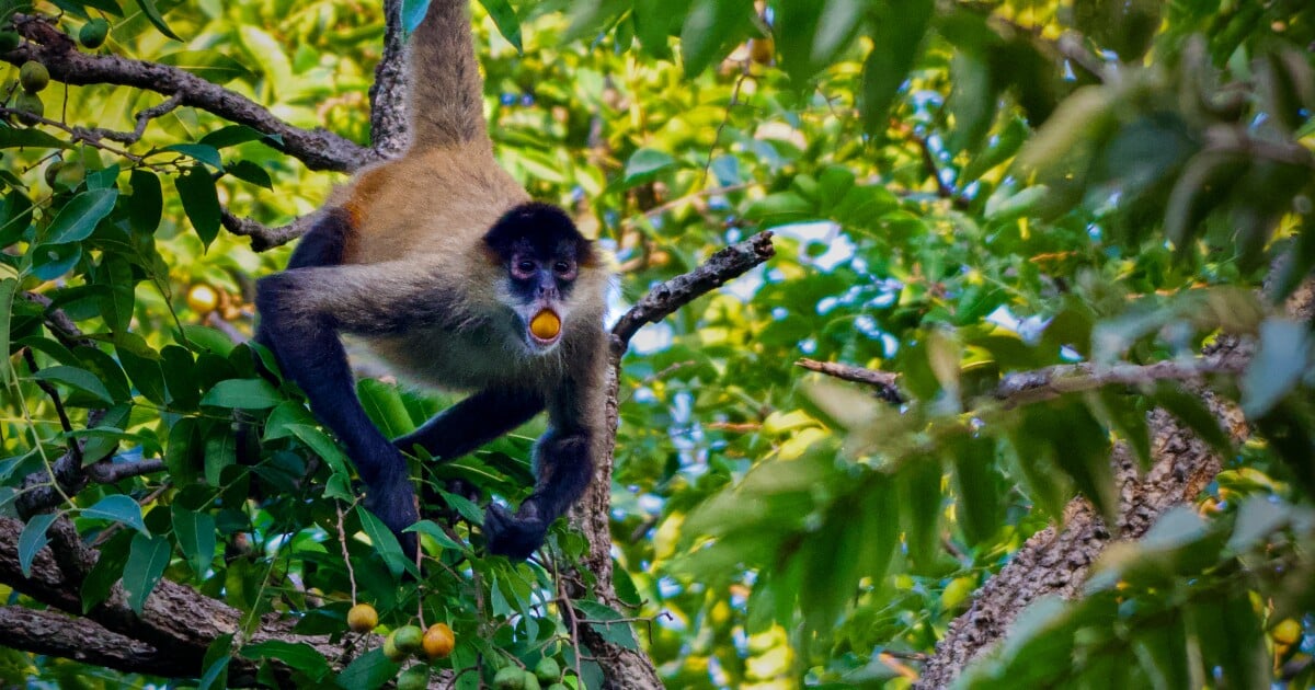 Alcohol consumption is widespread in the animal kingdom