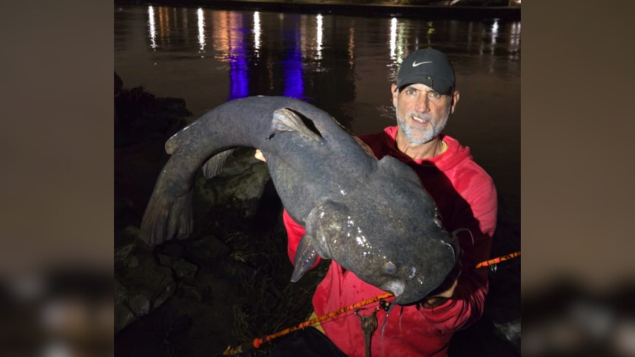 Fisherman wrangles massive catfish in Downtown Wichita