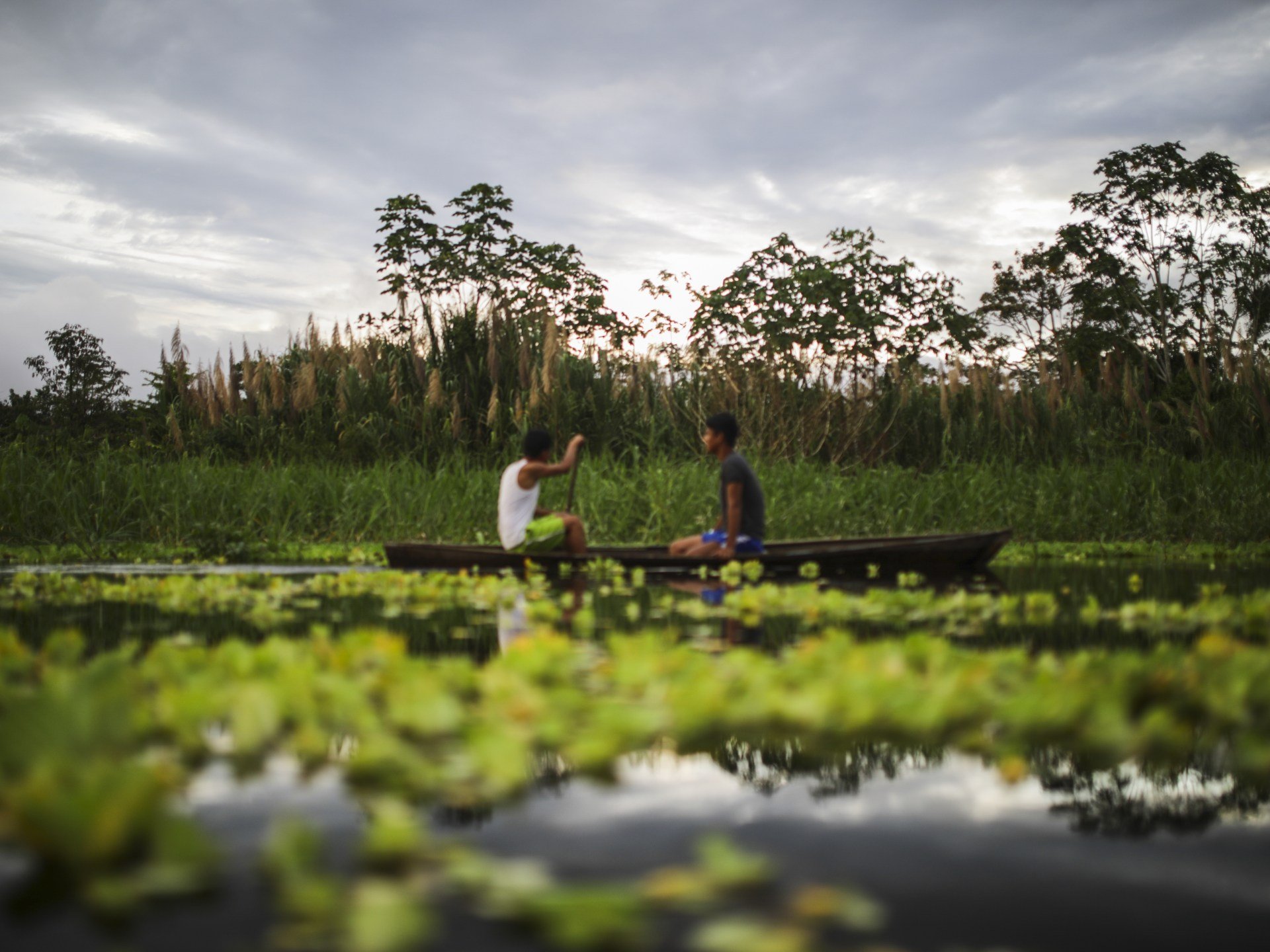 Why is an Ecuador forest petitioning for the rights to a song?