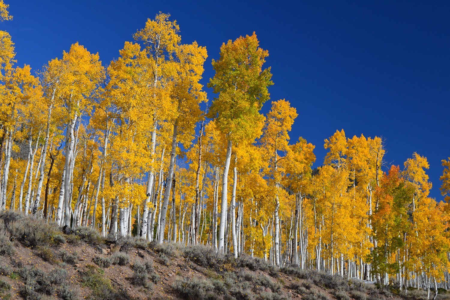 Bicyclist collapses, dies on southern Utah trail