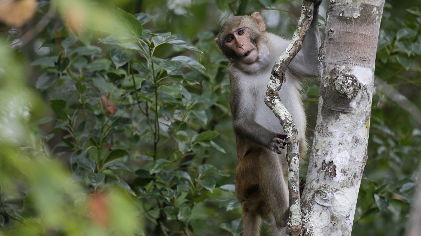 25 of 43 monkeys have been recovered after escaping a lab in South Carolina last week