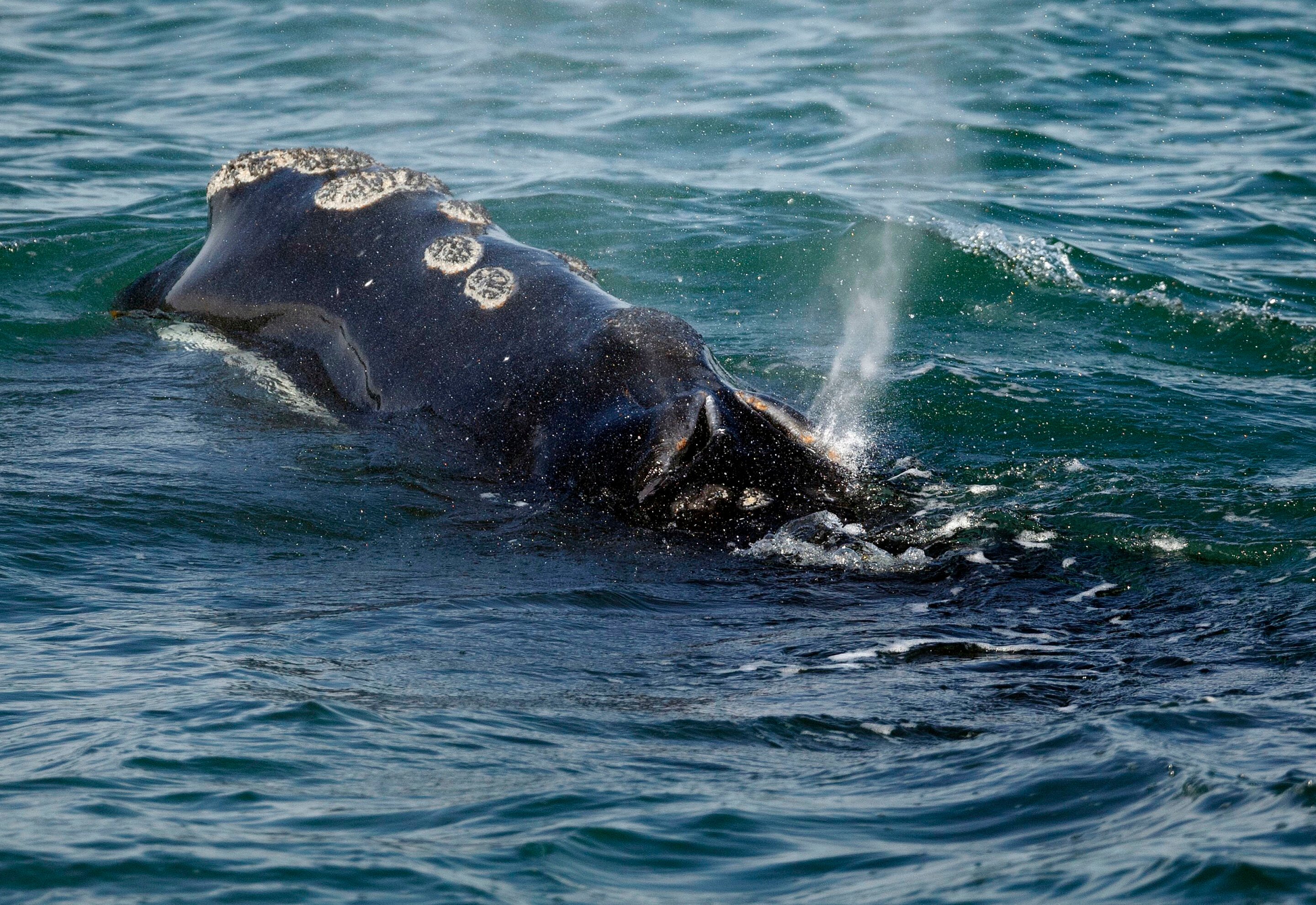 First right whales of season gorge on critical food off Massachusetts, giving hope for a strong year