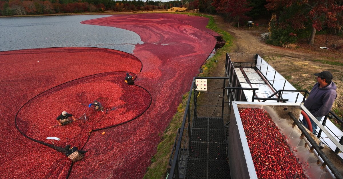 Thanksgiving Will See Millions Eating Cranberry Sauce. Where Do Those Cranberries Come From?