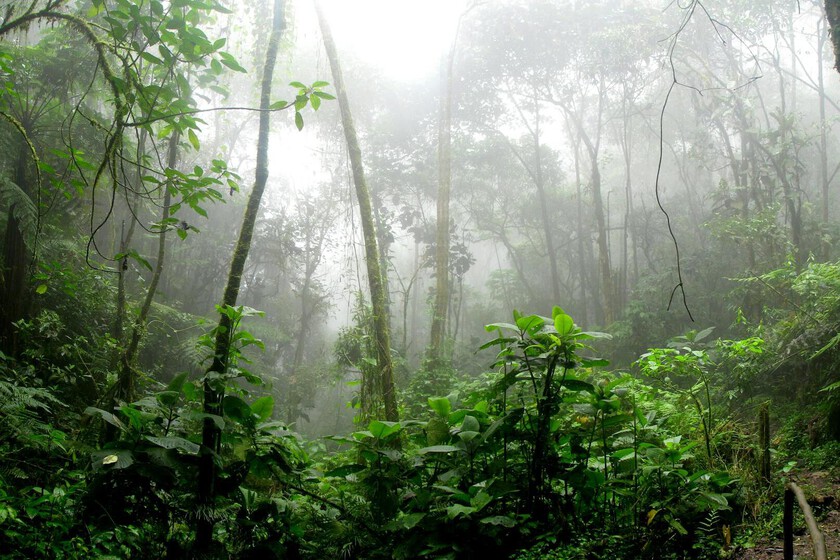 Un estudio a partir de imágenes de satélites nos ha indicado las áreas donde la selva podría recuperarse. Sin ayuda humana