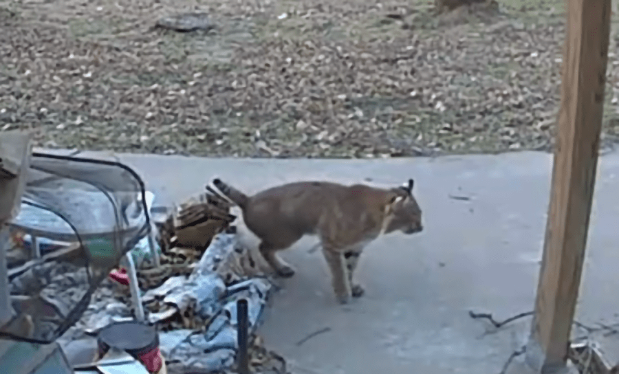 House cat, bobcat have standoff in Cowley County