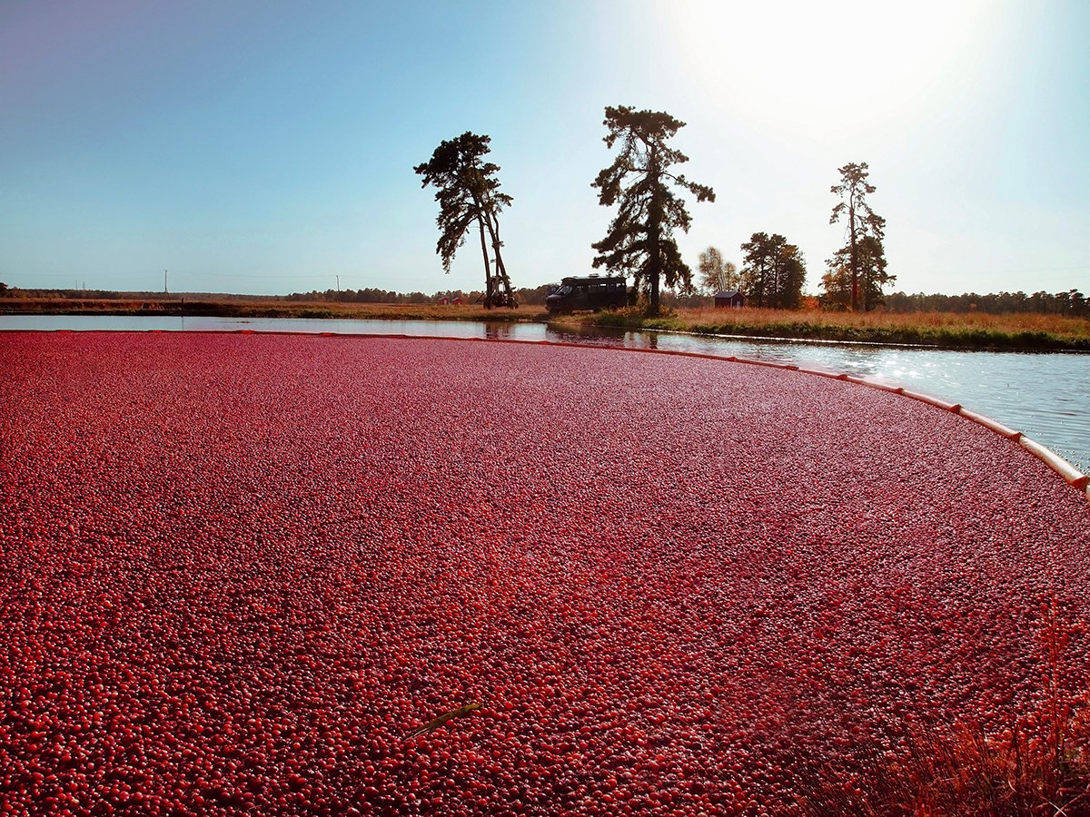 Cranberry Bogs Use Spiders Instead Of Pesticides