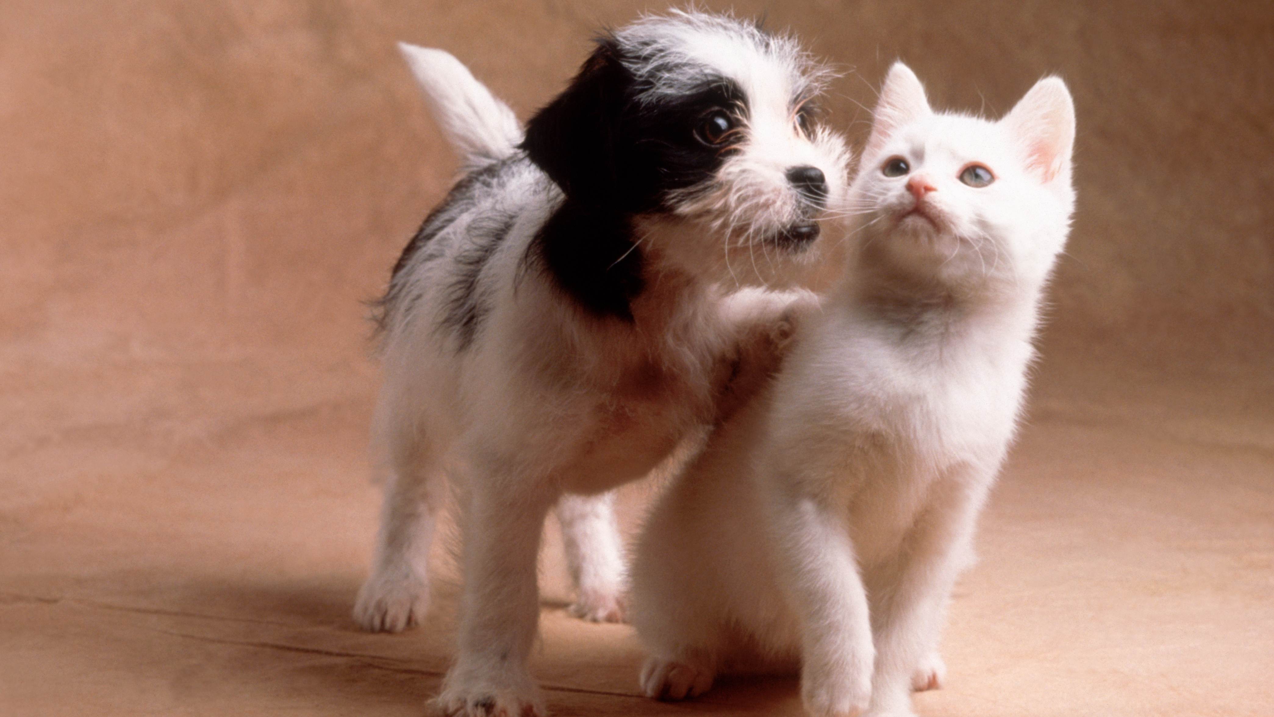 The 10 Most Dog- and Cat-Obsessed States