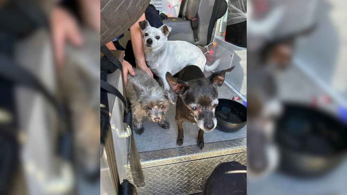 Pueblo Firefighters extinguish house fire and rescue 3 dogs