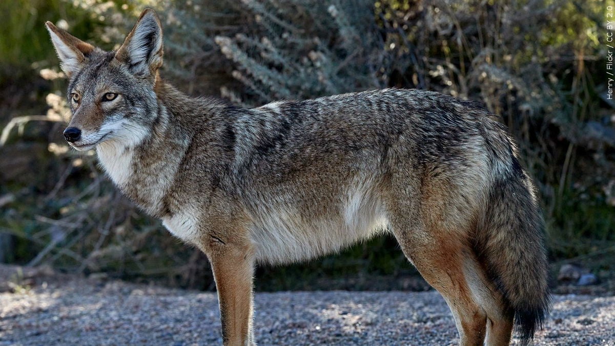 Colorado Parks and Wildlife officials hunting coyote that attacked young girl on Thanksgiving