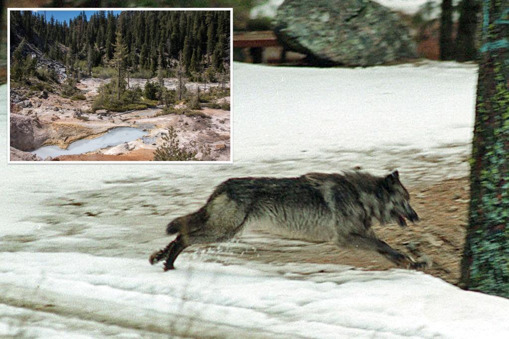 Two new wolf packs discovered in Northern California