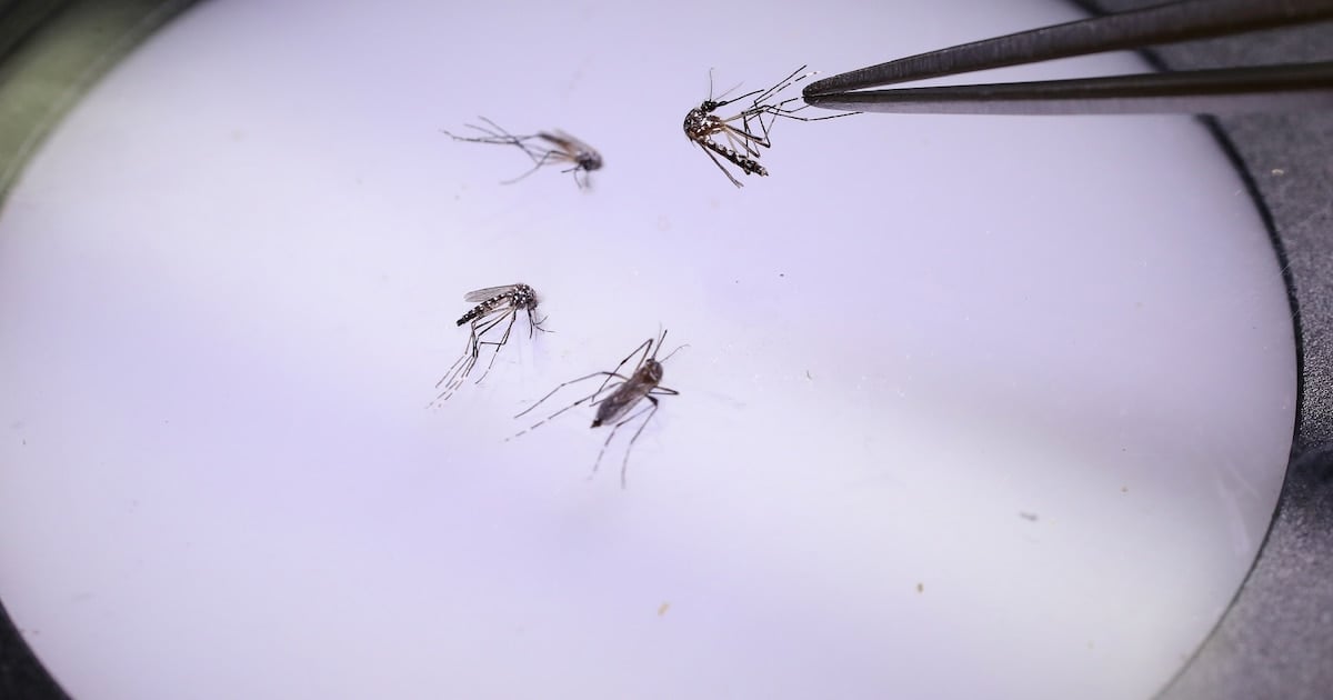 Dengue : la Guadeloupe passe "en phase épidémique", un nombre élevé de cas redouté