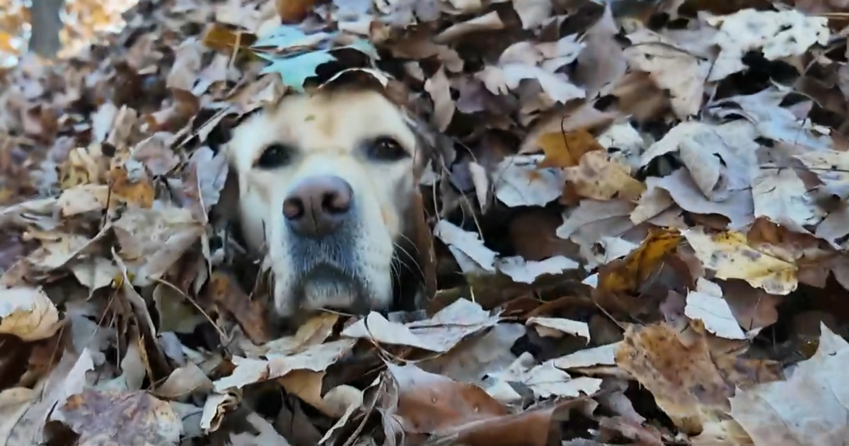 Maine dogs go viral for their autumn joy