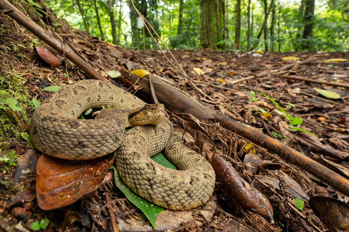 Le crotale fer-de-lance, fragile emblème de la Martinique