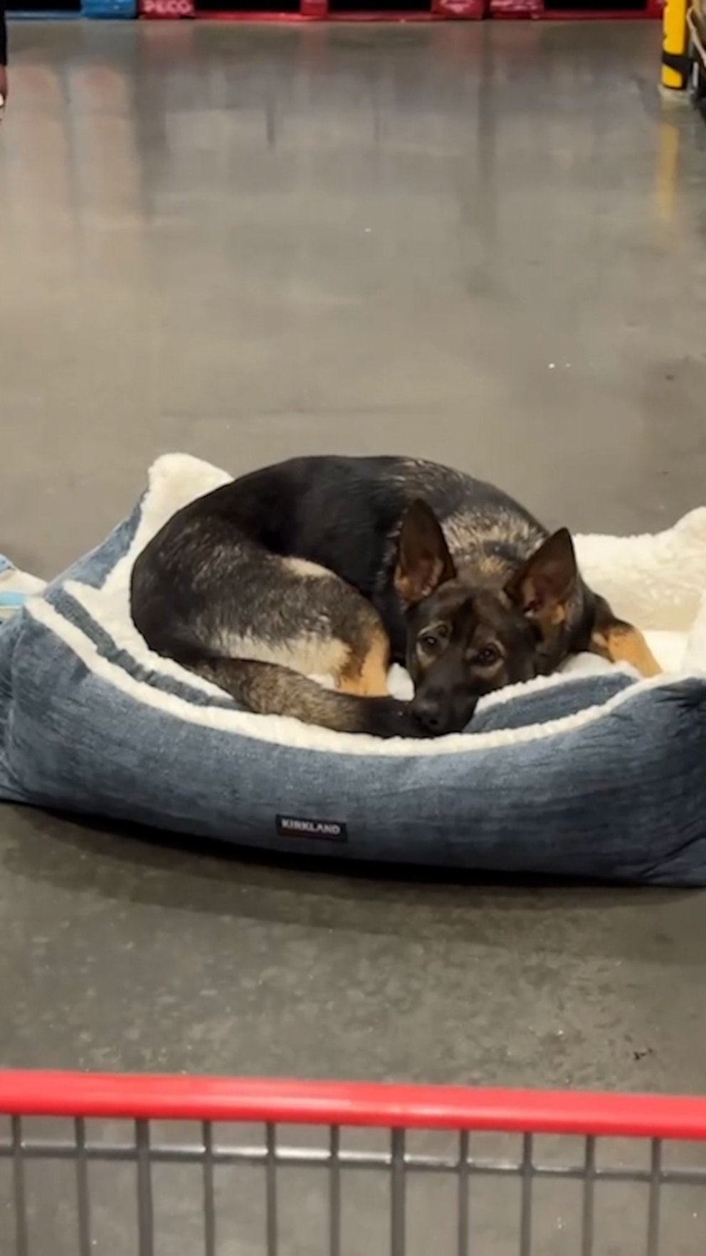 WATCH: Dog finds bed in Costco aisle, refuses to leave without it