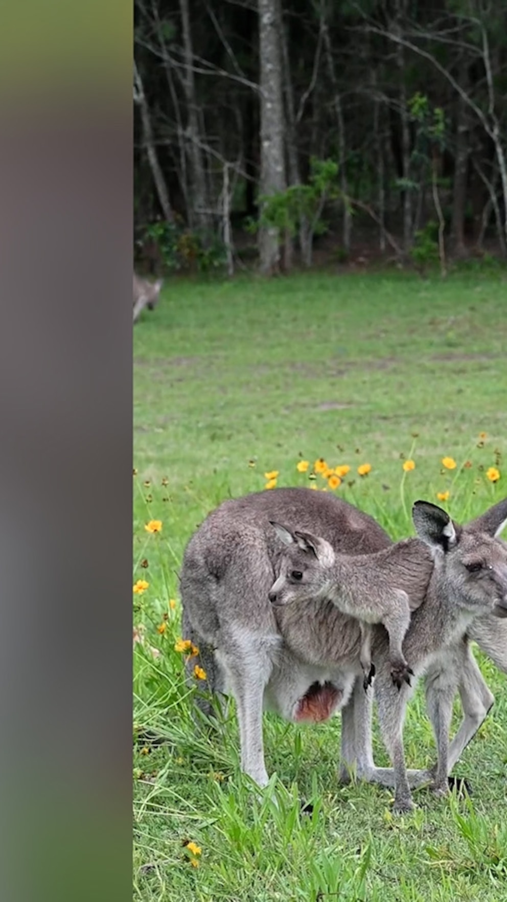 WATCH: Playful baby kangaroo climbs all over its mom