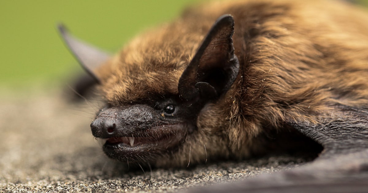 California teacher dies from rabies month after being bitten by bat in her classroom