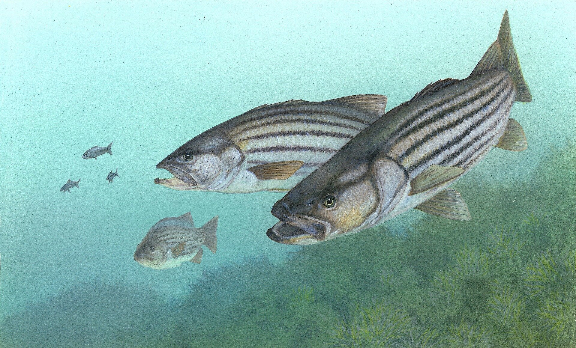 For 2nd year, Chesapeake Bay's striped bass population is down: Regulators will decide if more rules are needed