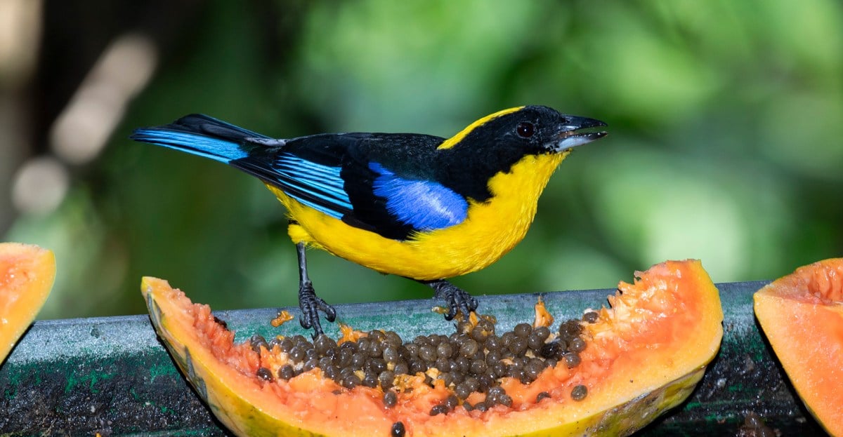 ¿Por qué miles de personas viajan a un país para ver sus aves?