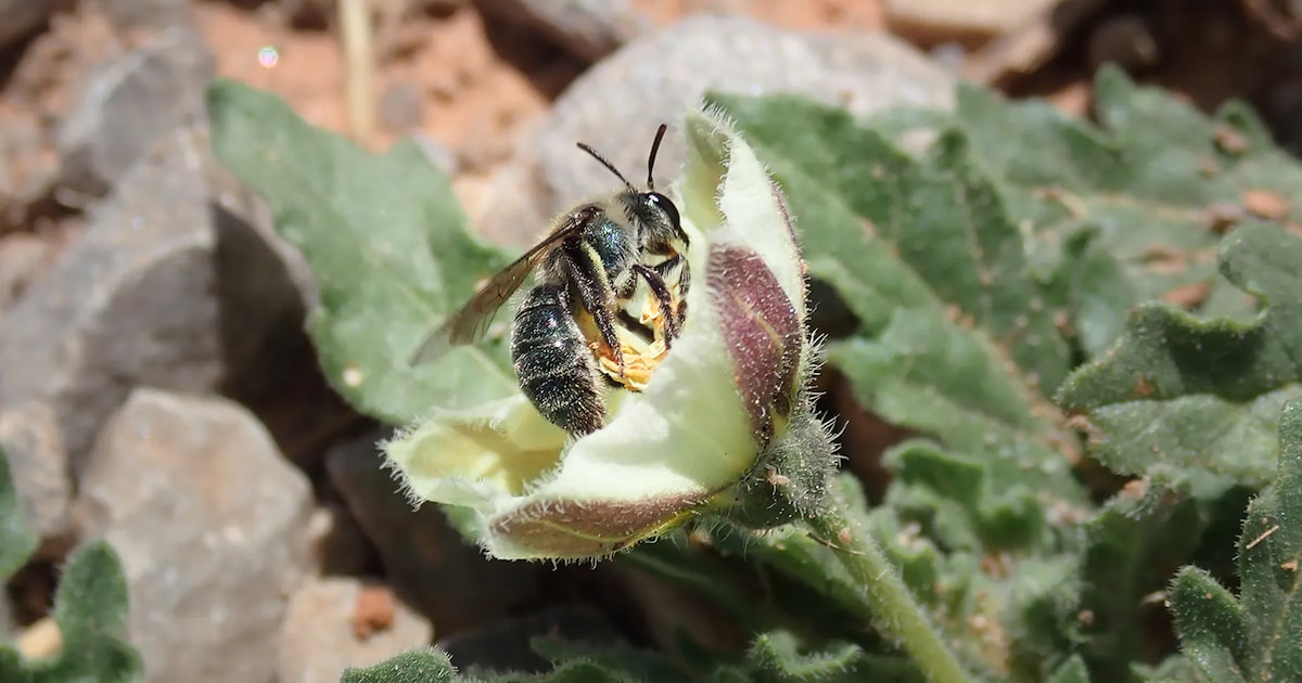 New, blue bee discovered by researchers in Texas and Oklahoma