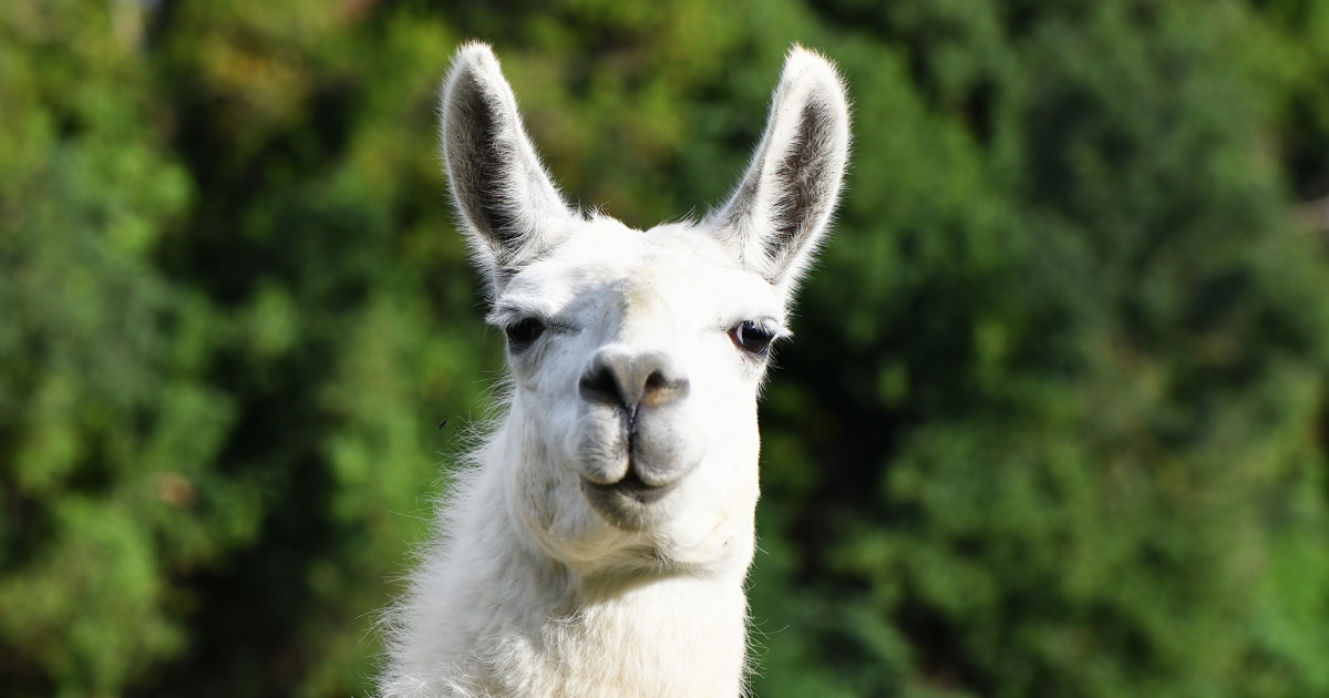 Llamas on the loose on Utah train tracks after escaping owner