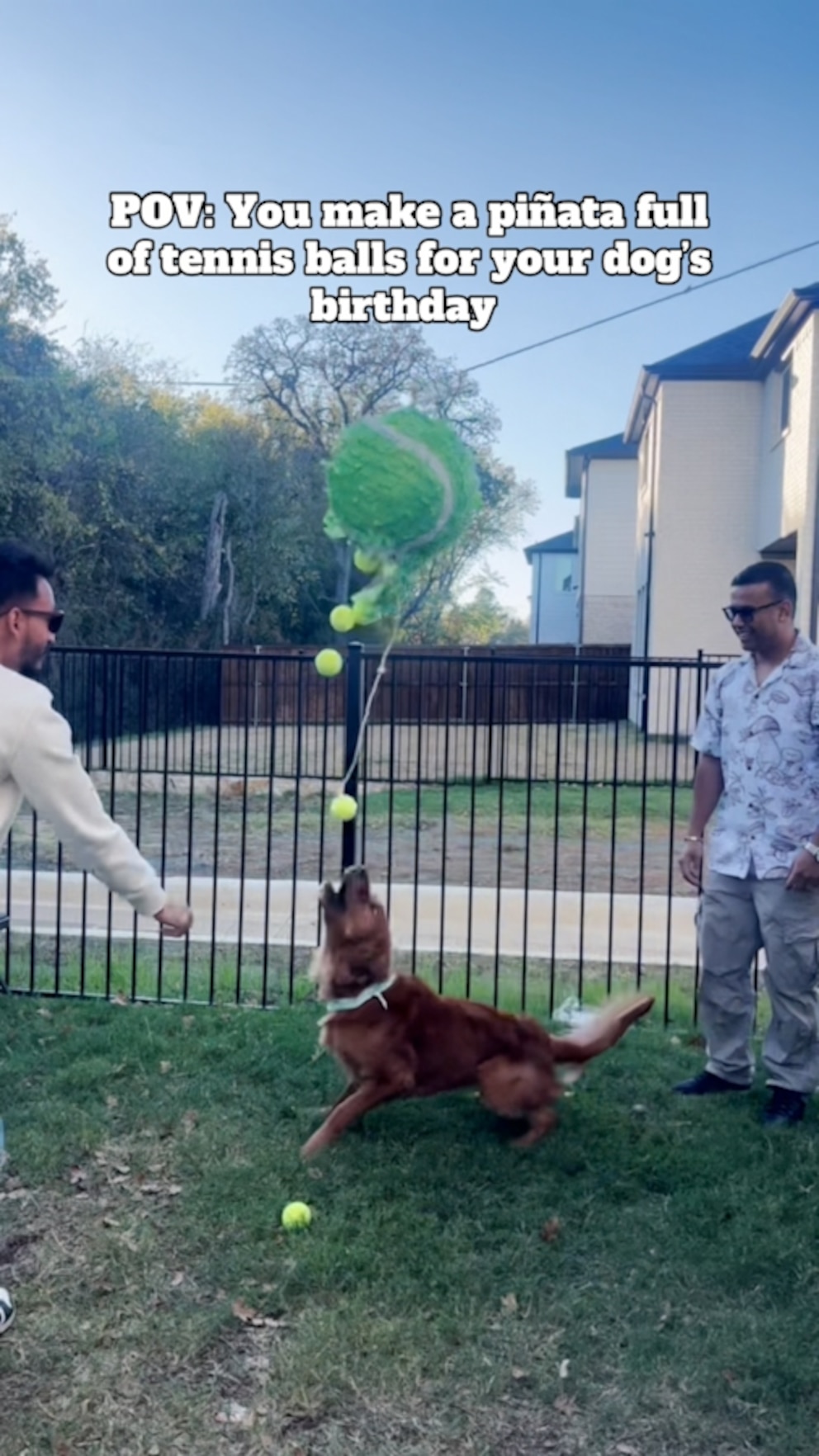 WATCH: Dog surprised with piñata full of tennis balls for birthday