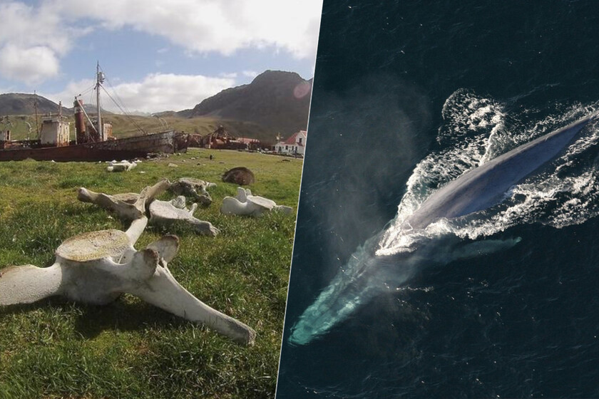 La caza de ballenas a lo largo de los años ha tenido un efecto inesperado: ha afectado a su diversidad genética