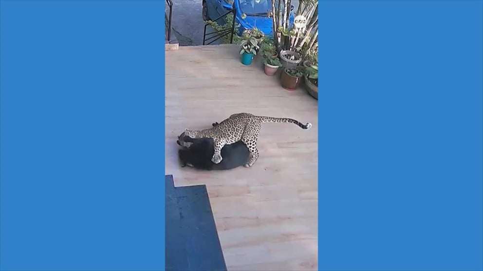 WATCH: Dog attacked by leopard in India