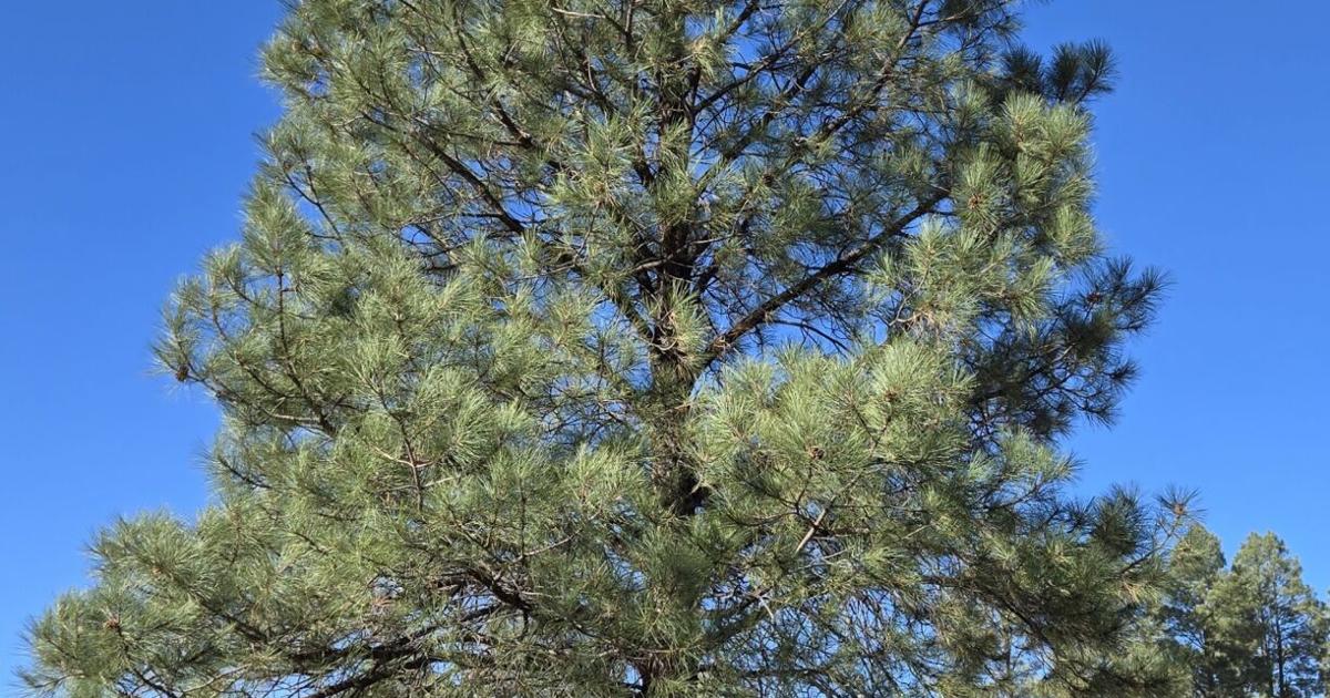 San Carlos tree chosen to go to state capitol