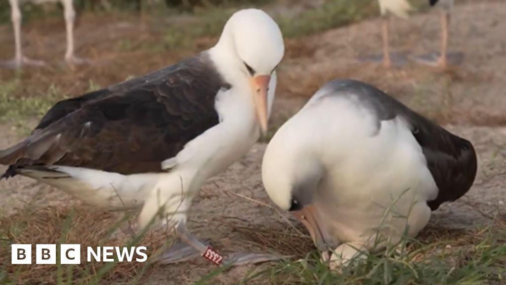 World's oldest known wild bird lays egg at 74