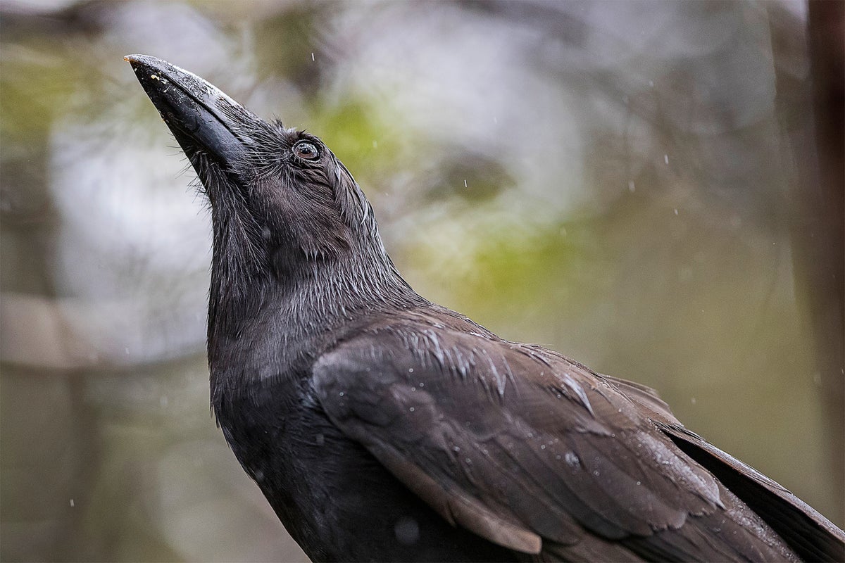 Hawaiian Crows Return to the Wild, Where They Are ‘Guides to Lost Souls’