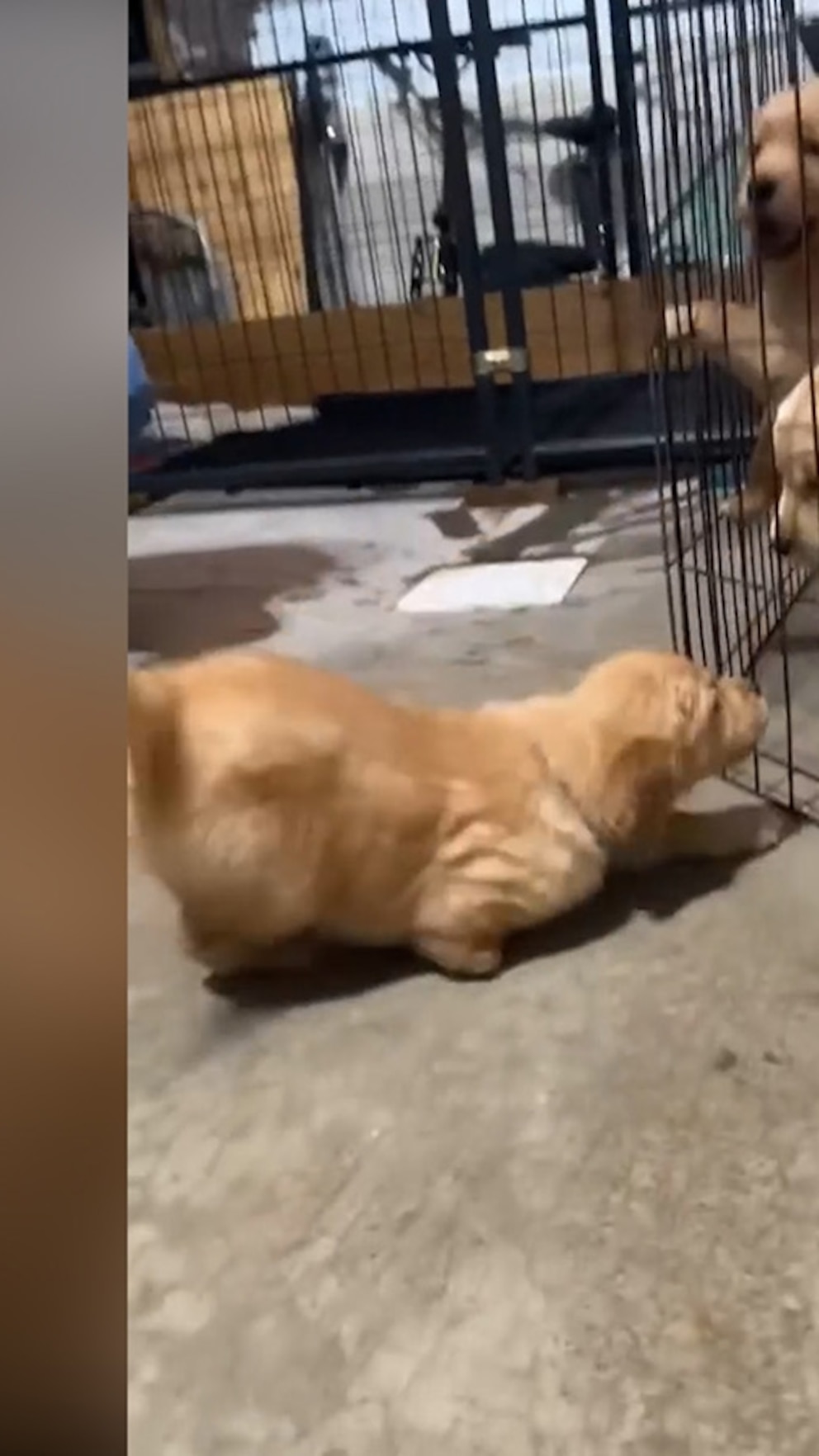 WATCH: ‘Tripod’ puppy doesn't let her missing paw hold her back