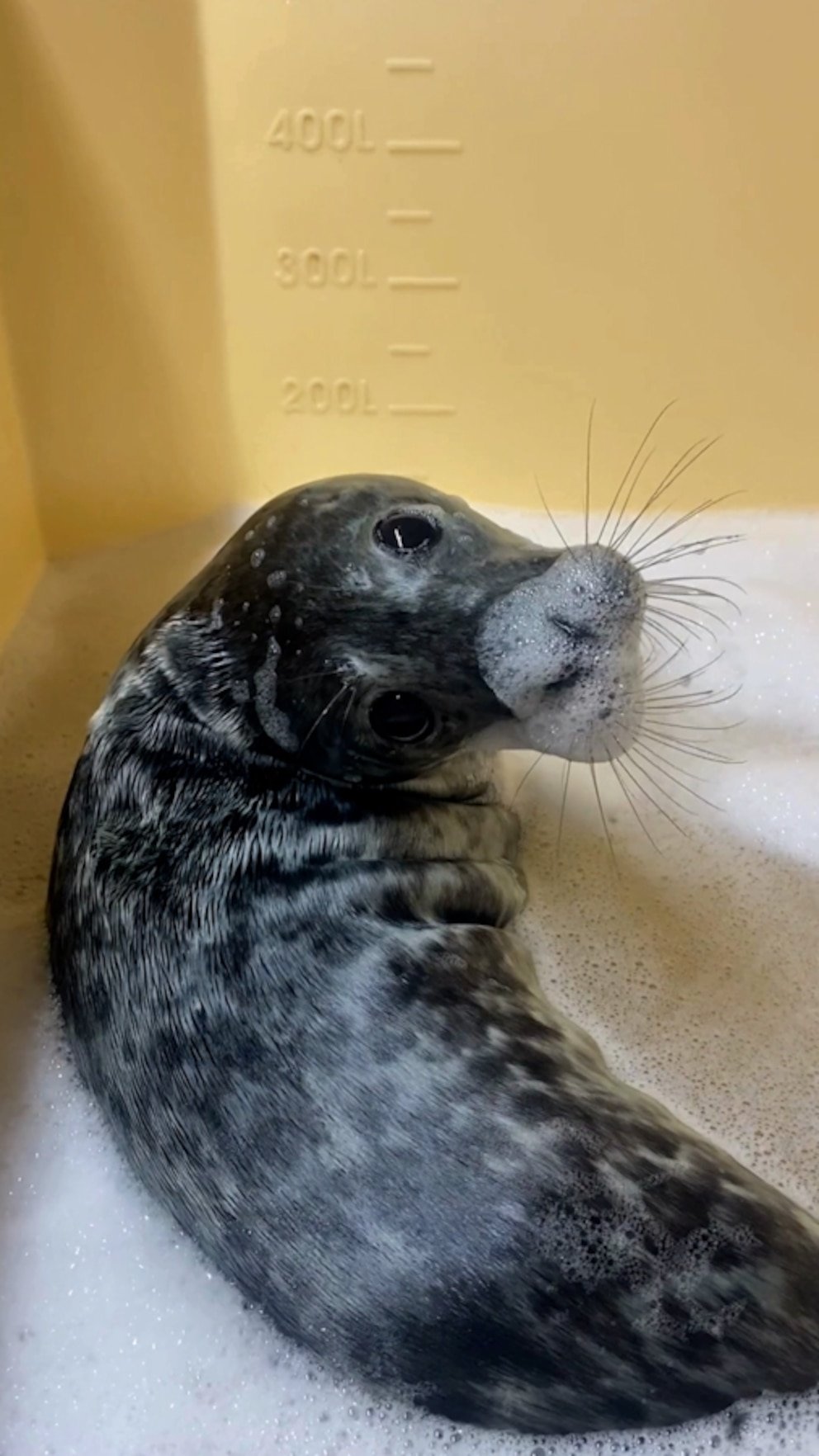 WATCH: This rescued gray seal pup takes her self-care bubble baths very seriously