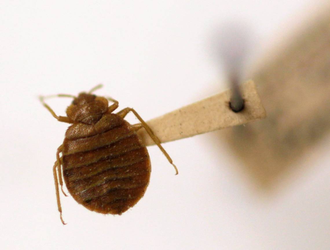 Myrtle Beach area resort infested with bed bugs, new SC lawsuit alleges. Here are the details