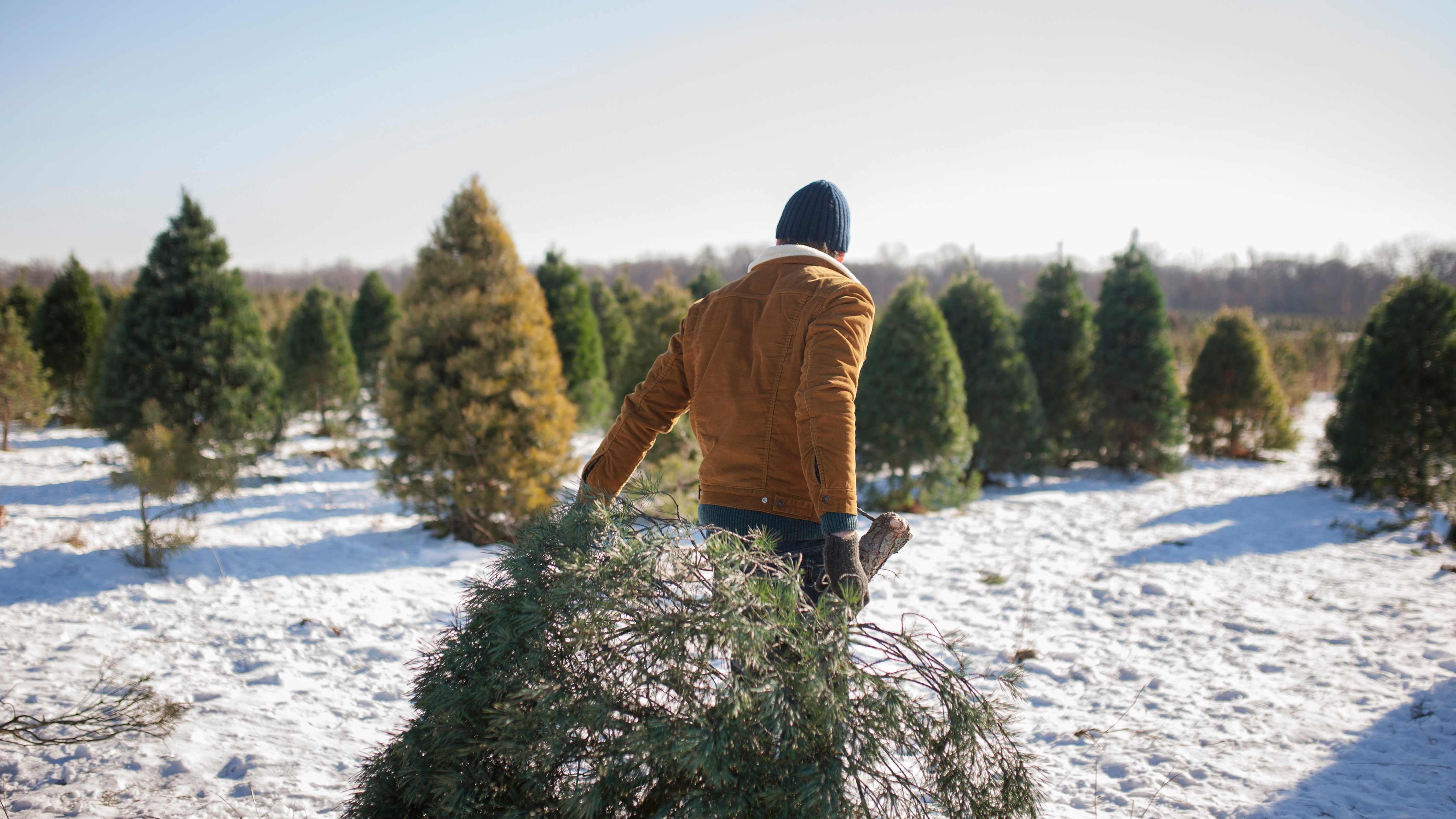 The 15 States That Produce the Most Christmas Trees