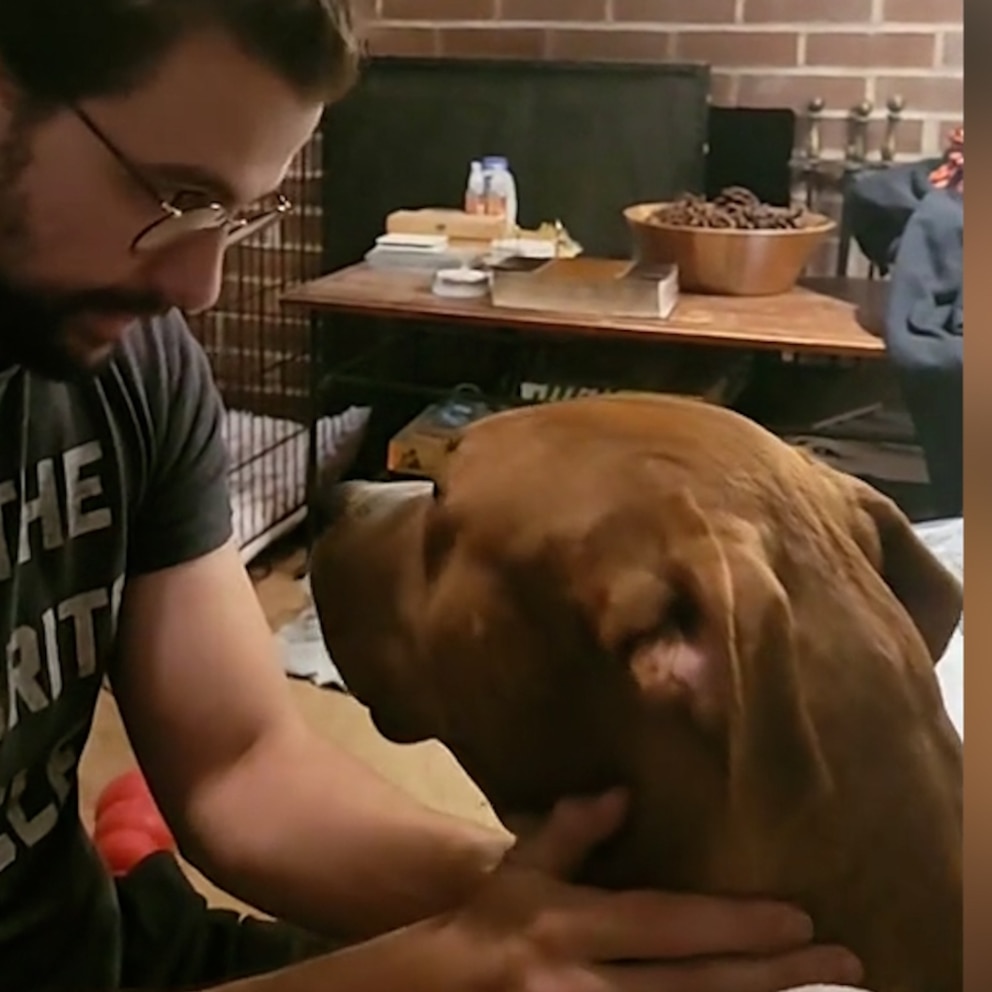 WATCH: Foster dog gets emotional pep talk about visiting shelter to meet family's new foster