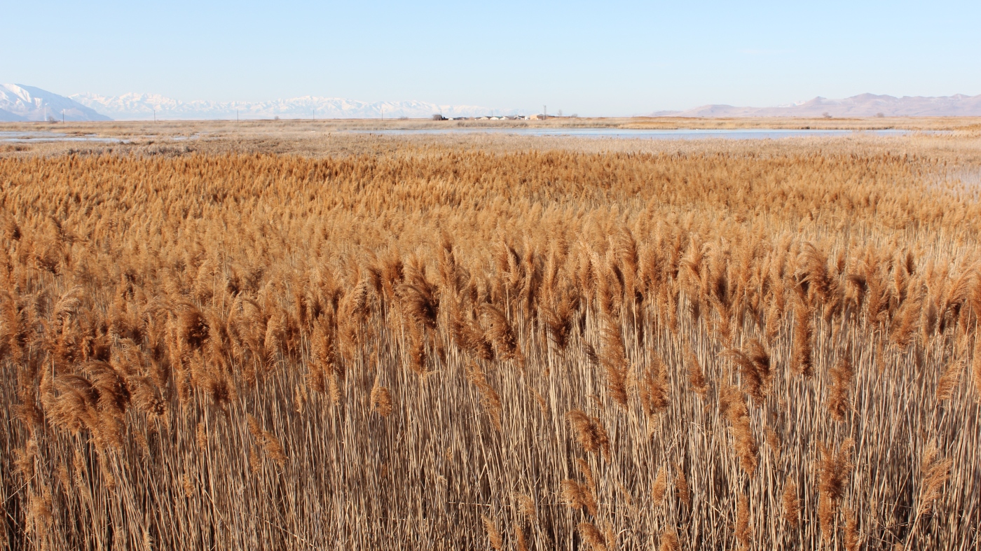 You might beat back phragmites, the scourge of wetlands, but then what?