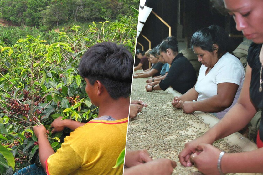 Durante milenios, el café solo se ha podido cultivar en los trópicos y en altitud. El cambio climático lo está cambiando