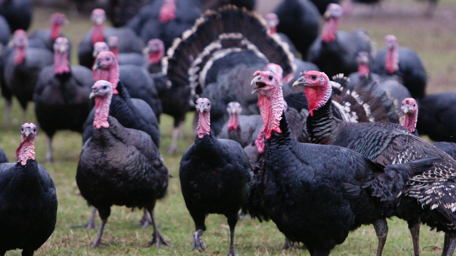 Top 10 Turkey Trade Facts For That Most American Of Holidays