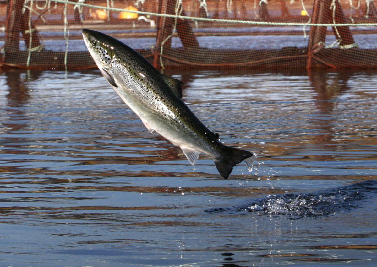 An environmental group files intent to sue a salmon farmer for pollution off Maine's coast